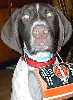 German Short-haired Pointer